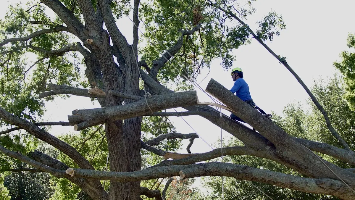 Professional Crown Thinning performed by certified arborists in Corning